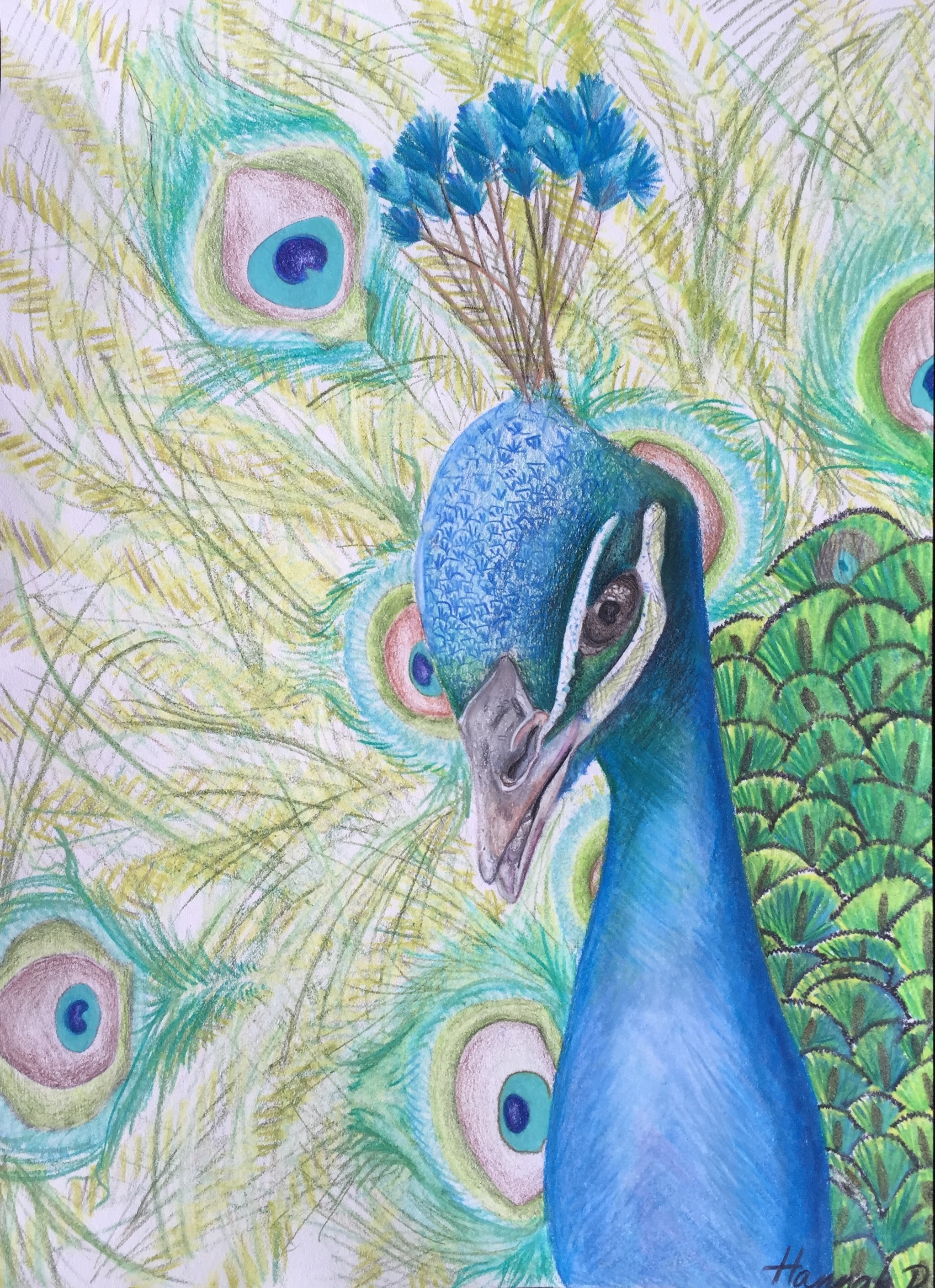 View Image Details Peacock in colored pencil by Hannah